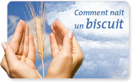 Come Nasce un biscotto